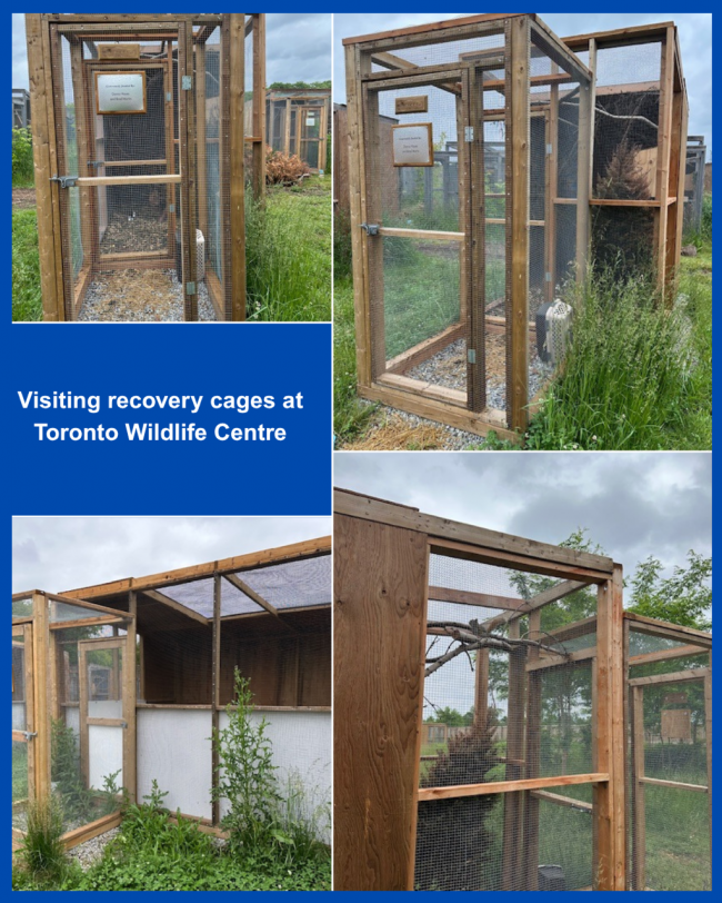 Ferrier Wire + Design Metals Visits Toronto Wildlife Centre